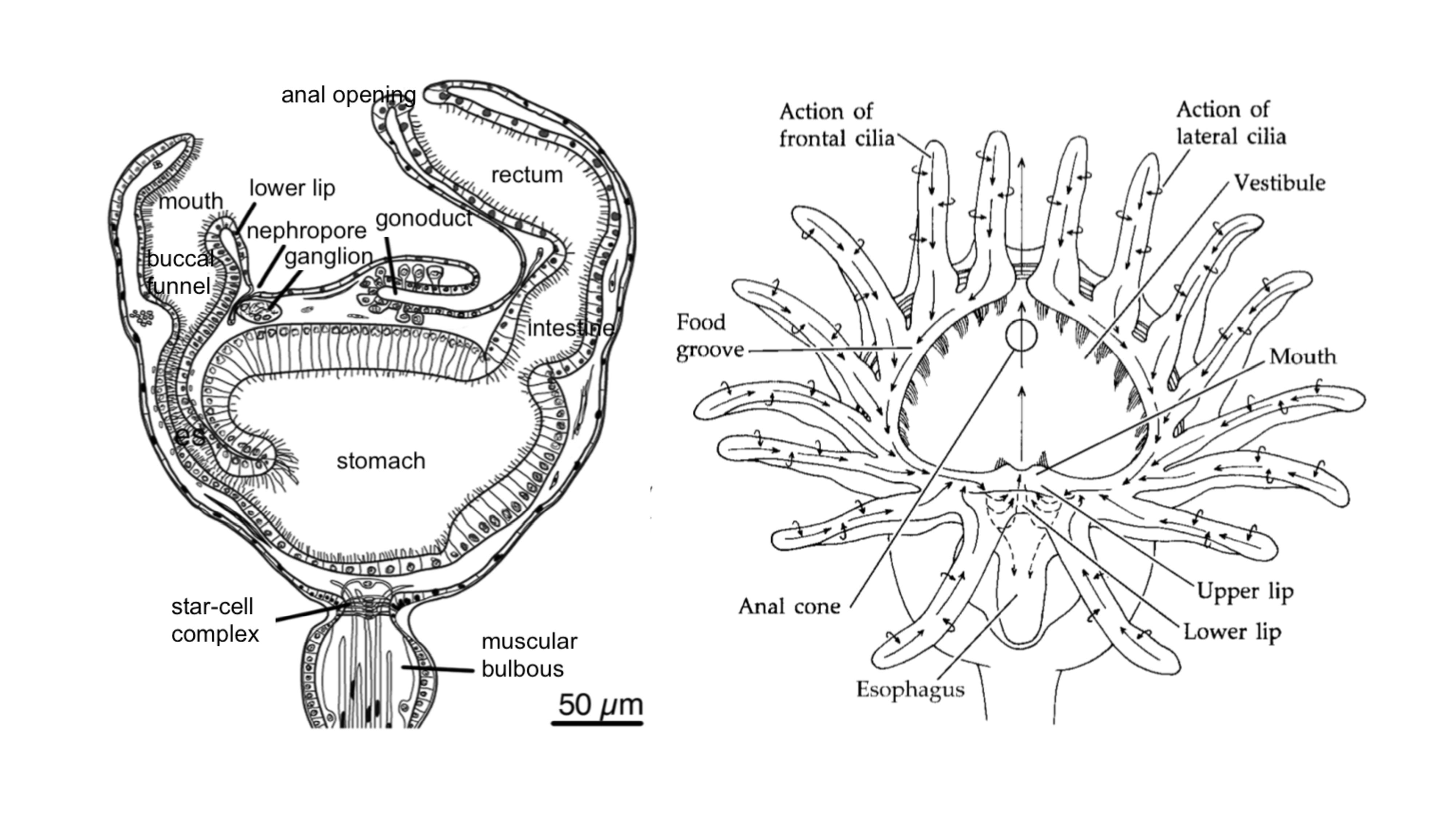 figure image